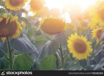 field with blooming sunflowers on a summer day, a row of plants