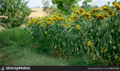 field with blooming sunflowers on a summer day, a row of plants