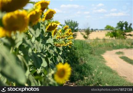 field with blooming sunflowers on a summer day,plant along the road