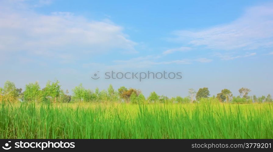 Field with blue sky