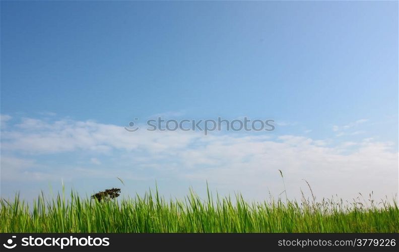 Field with blue sky