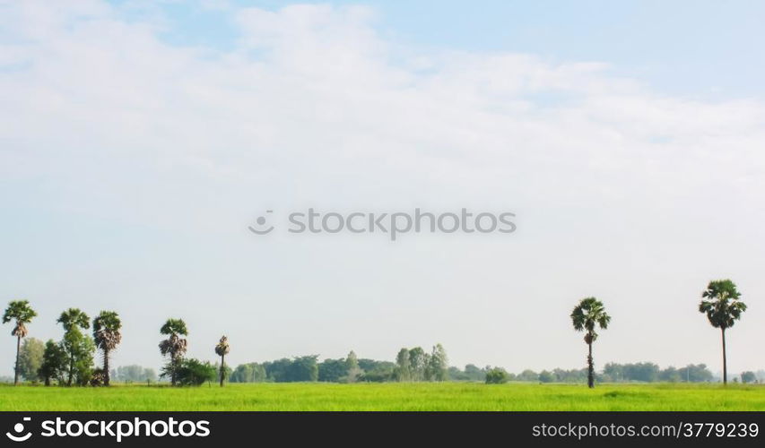 Field with blue sky