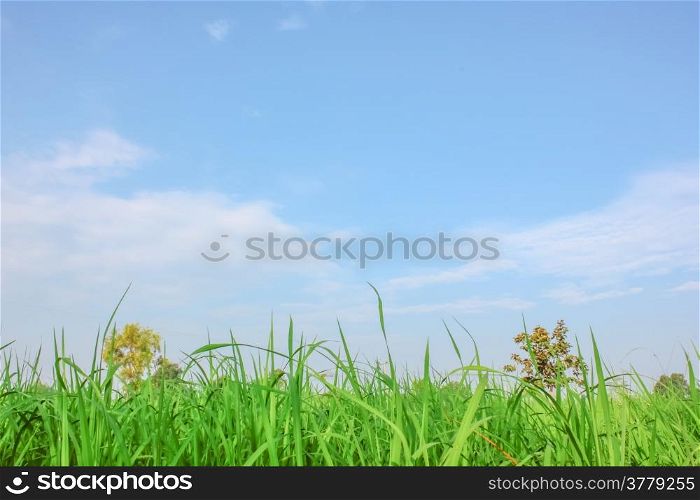 Field with blue sky
