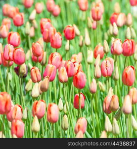 Field with buds of closed red and pink tulips.