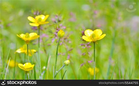 field with buttercup flowers in spring time