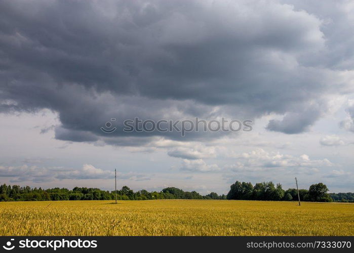 Field with cereal and forest on the back, against a blue sky. Summer landscape with cereal field and cloudy blue sky. Classic rural landscape in Latvia.