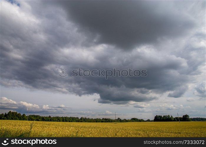 Field with cereal and forest on the back, against a blue sky. Summer landscape with cereal field and cloudy blue sky. Classic rural landscape in Latvia.