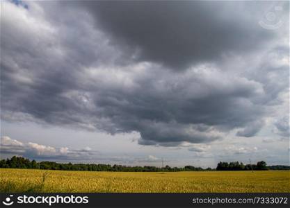 Field with cereal and forest on the back, against a blue sky. Summer landscape with cereal field and cloudy blue sky. Classic rural landscape in Latvia.