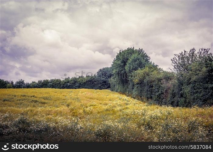 Field with chamomile flowers and trees in cloudy weather