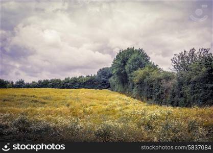 Field with chamomile flowers and trees in cloudy weather