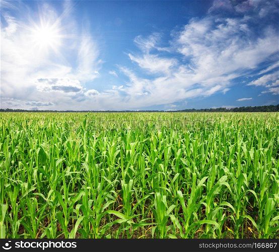 Field with corn under the bright sun. Summer landscape. The concept of a rich harvest, growth and development.. Field with corn under the bright sun