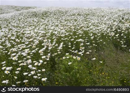 Field with daisies.