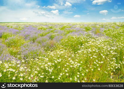 Field with daisies and blue sky, focus on foreground