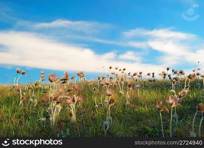 Field with deflorated flowers (Pulsatilla patens, Pasqueflower)