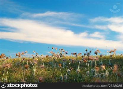 Field with deflorated flowers (Pulsatilla patens, Pasqueflower)
