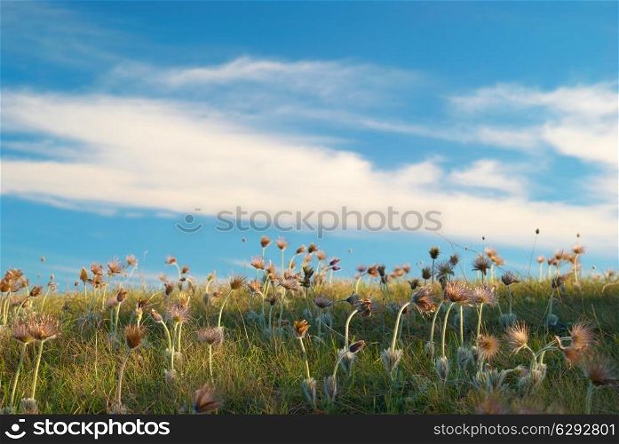 Field with deflorated flowers (Pulsatilla patens, Pasqueflower)