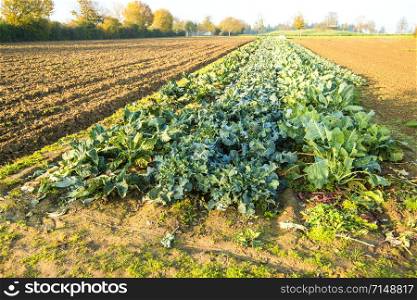 field with different kale in autumn