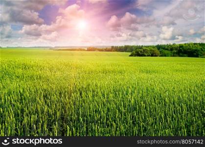 Field with ears of wheat, cloudy sky and sunrise