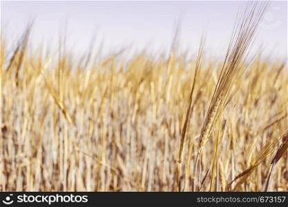 Field with ears of wheat. Growing cereals by farmers.
