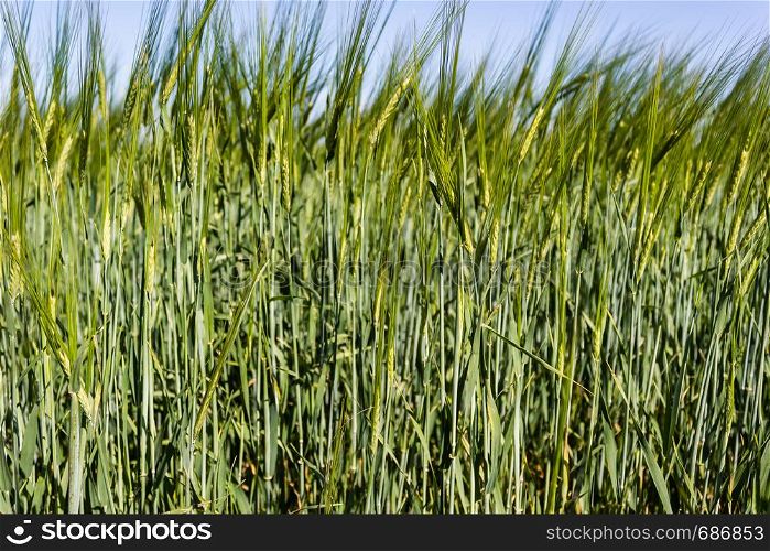 Field with ears of wheat. Growing cereals by farmers.