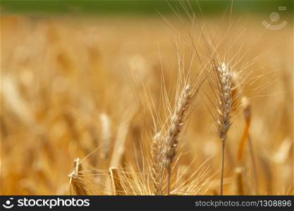 Field with ears of wheat macro background