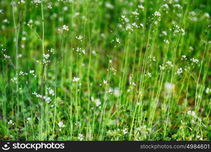 field with flower of blindweed . summer landscape