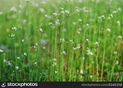 field with flower of blindweed . summer landscape