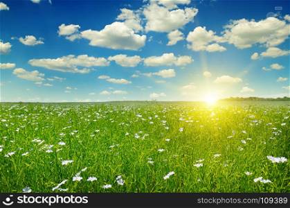 Field with flowering flax and sunrise on blue sky.