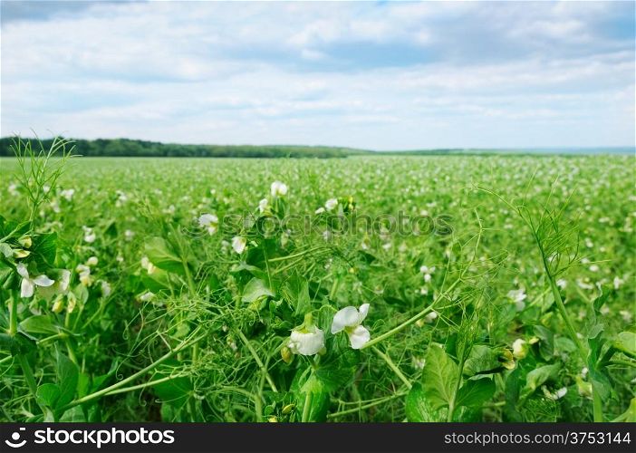 field with flowering peas and blue sky