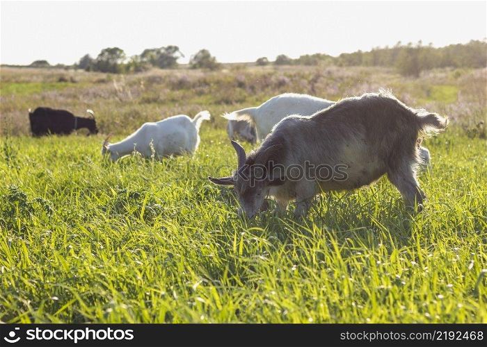 field with goats eating farm