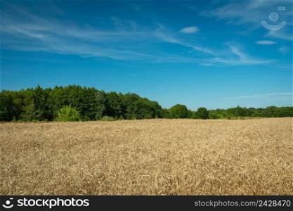 Field with golden grain, forest and blue sky, summer day