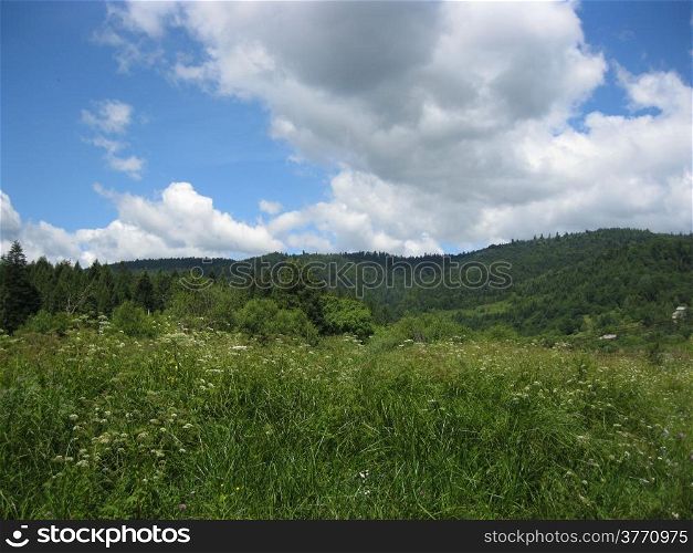 field with grass and trees in Carpathian mountains