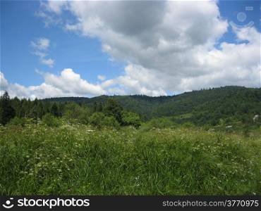field with grass and trees in Carpathian mountains