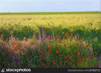 Field with grass, violet flowers and red poppies