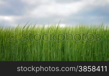 Field with green barley swaying in the wind