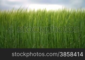 Field with green barley swaying in the wind
