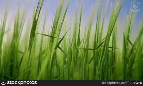 Field with green barley swaying in the wind, close up