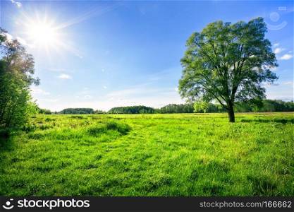 Field with green grass and a tree under the bright summer sun. Field with green grass and a tree