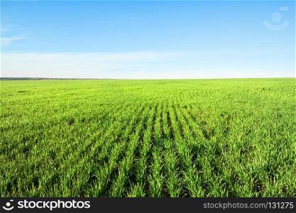 Field with green grass and blue sky in summer. Field with green grass and blue sky