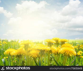 field with green grass and yellow dandelions under blue sky. dandelion field