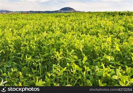 field with green manure