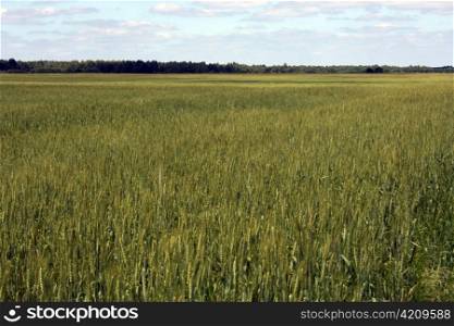 Field with green wheat, a narrow strip of wood in the distance and the cloudy sky