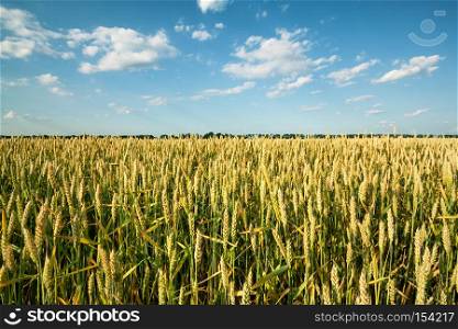 Field with green wheat ears under the blue sky. Field with green wheat ears