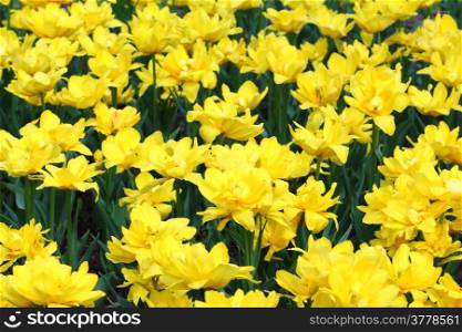 Field with group of yellow tulips and green leafs on sunlight.
