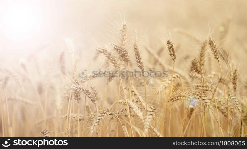 field with growing yellow ripe wheat on a summer day. Bright rays of the sun