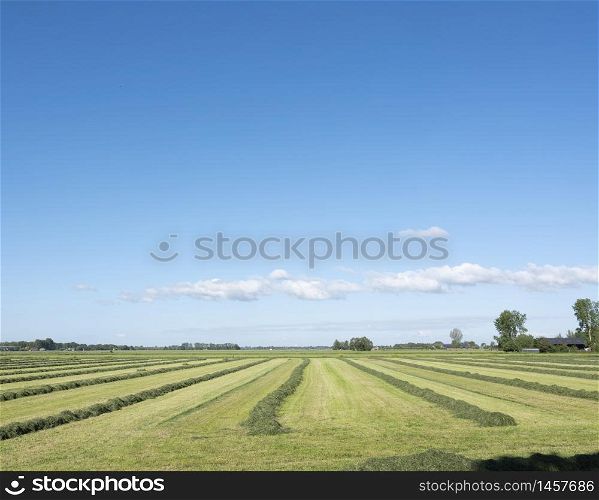 field with hay swaths in the centre of the netherlands near city of leerdam under blue sky in holland
