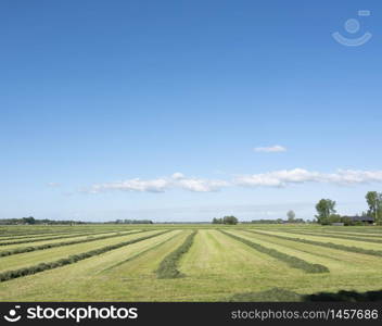 field with hay swaths in the centre of the netherlands near city of leerdam under blue sky in holland