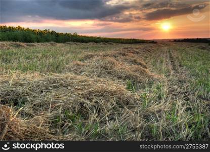 Field with hay. The oblique grass on a background sunset