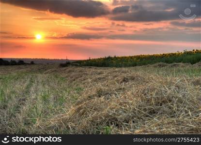 Field with hay. The oblique grass on a background sunset