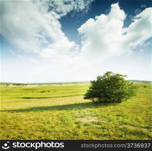 Field with hills and trees under cloudy sky